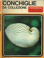 Conchiglie Da Collezione
