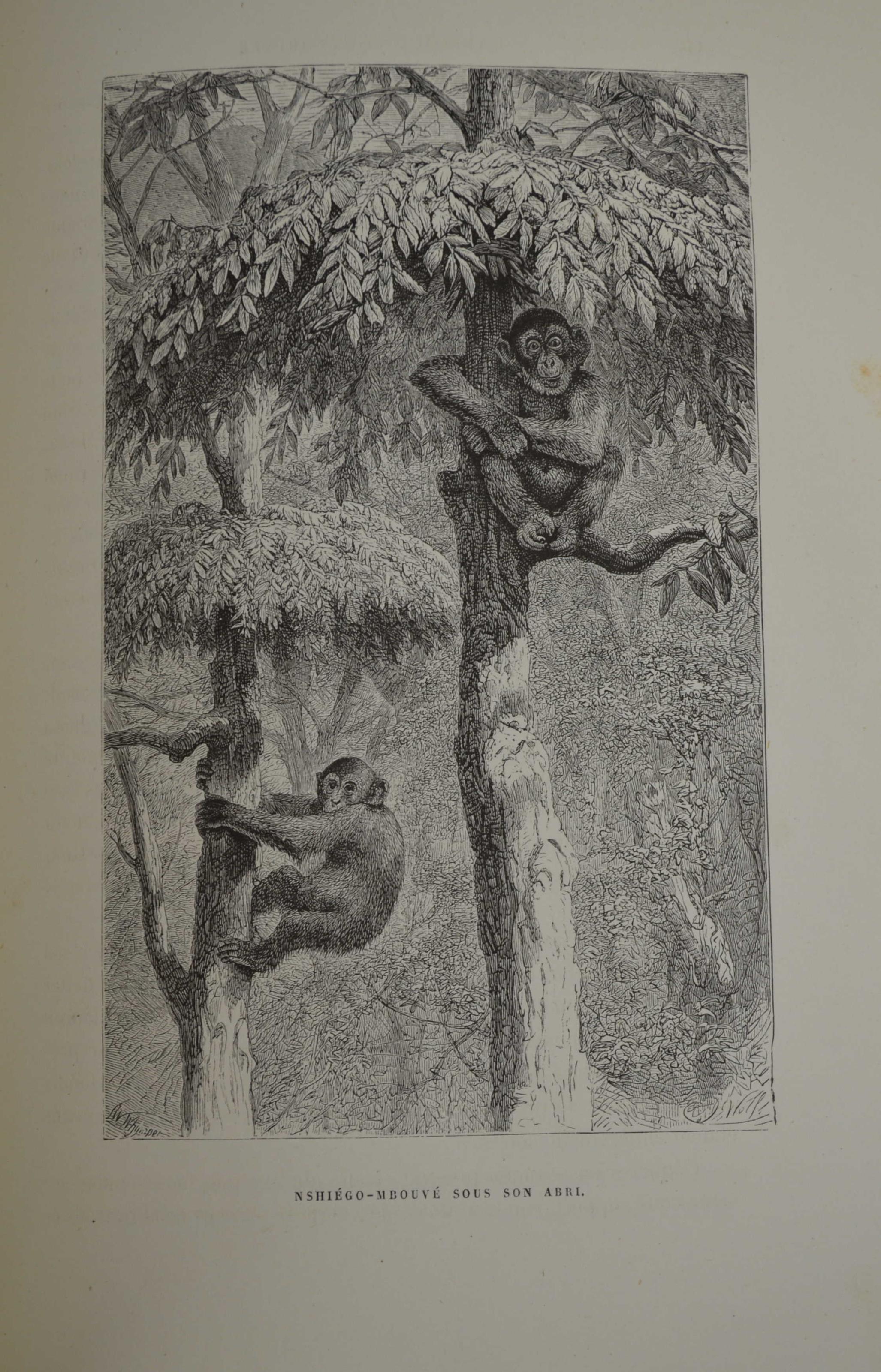 Voyages et aventures dans l'Afrique équatoriale. Moeurs et coutumes des habitants. Chasses au gorille au crocodile, au léopard, a l'éléphant, a l'hippopotame, etc., etc…