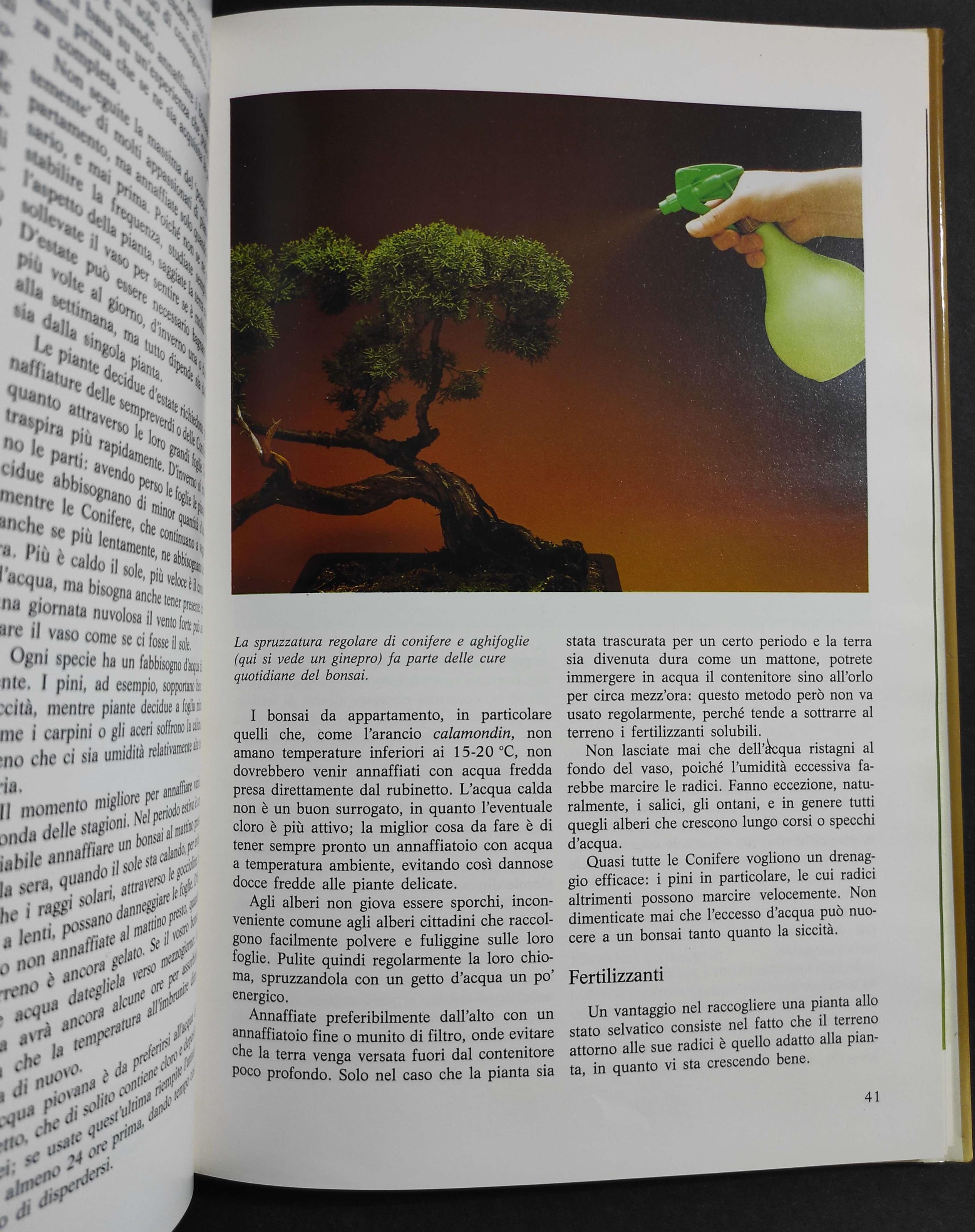 Bonsai