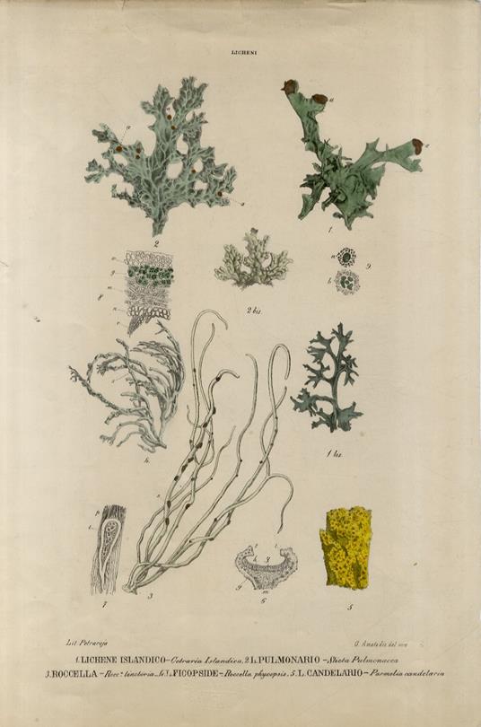 Licheni - Giuliano Amato - copertina