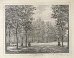Veduta di viale alberato, all'interno del parco delle Cascine di Firenze