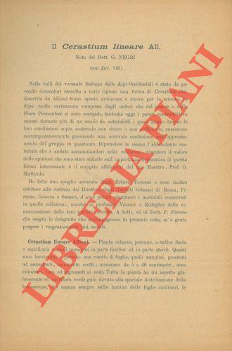 Il Cerastium lineare All