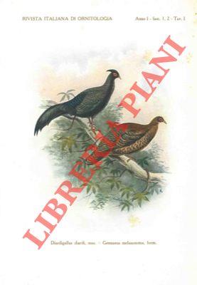 Nota sopra alcuni ibridi fra il "Diardigallus diardi" Bp. ed il "Gennaeus melanonotus" (Blyth)