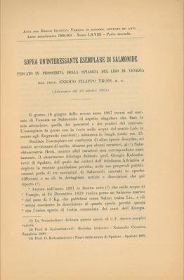 Sopra un interessante esemplare di salmonide pescato in prossimità della spiaggia del lido di Venezia
