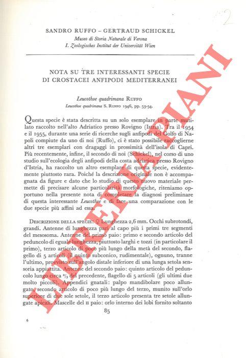 Libreria Piani
