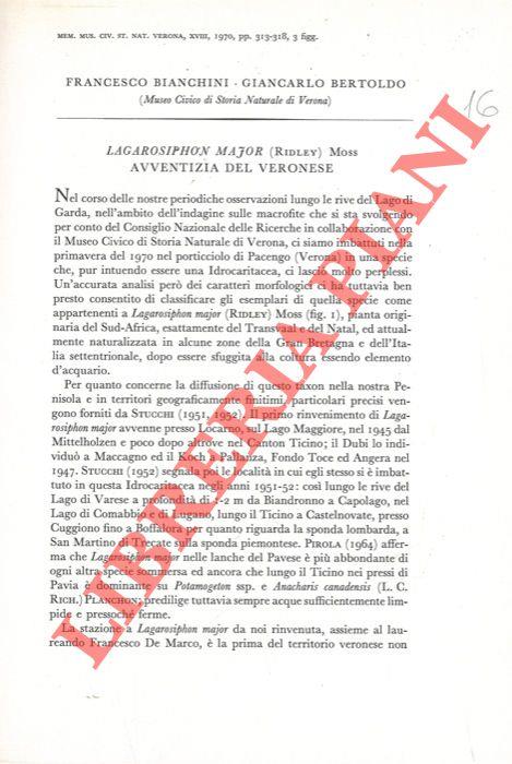 Lagarosiphon major (Ridley) Moss avventizia del Veronese