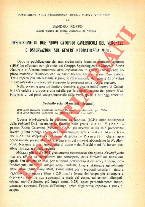 Descrizione di due nuovi Catopidi cavernicoli del Veronese e osservazioni sul genere Neobathyscia Mull