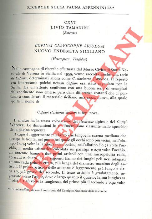 Copium claviforme siculum nuovo endemita siciliano (Heteroptera, Tingidae)