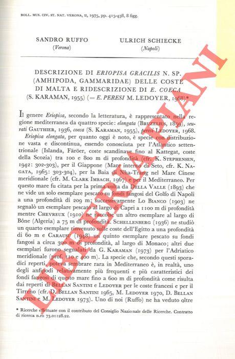 Descrizione di Eriopsia gracilis n.sp. (Amphipoda, Gammaridae) delle coste di Malta e ridescrizione di E. coeca (S. Karaman, 1955)