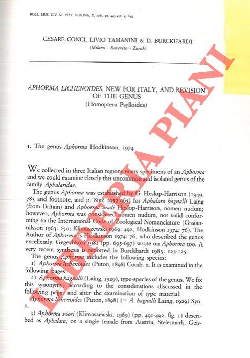 Aphorma Lichenoides, new for Italy, and revision of the genus (Homoptera Psylloidea)