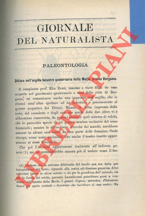 Ditisco nell'argilla lacustre quaternaria della Morla, presso Bergamo