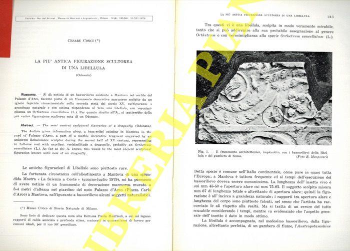 La più antica figurazione scultorea di una libellula (Odonata)