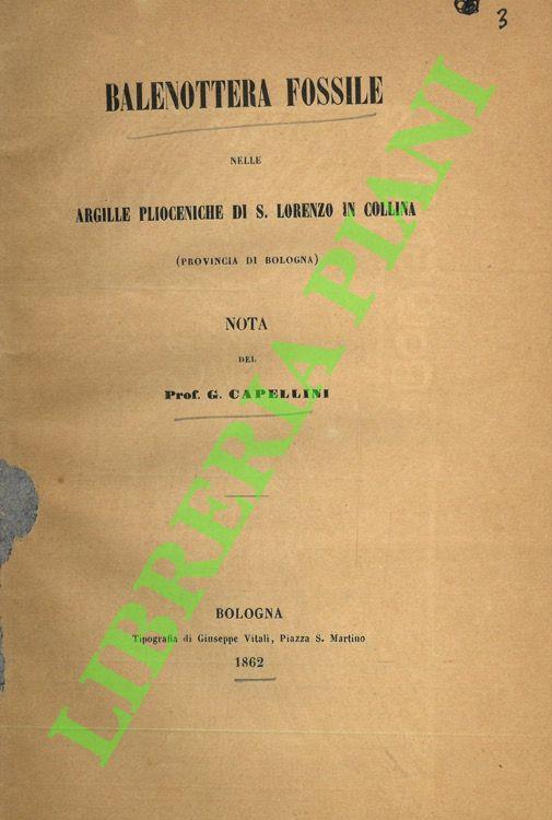 Balenottera fossile nelle argille plioceniche di S.Lorenzo in Collina (Provincia di Bologna)