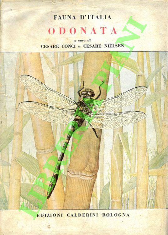 Odonata