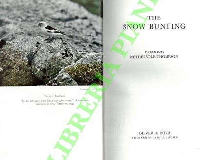 The snow bunting - copertina