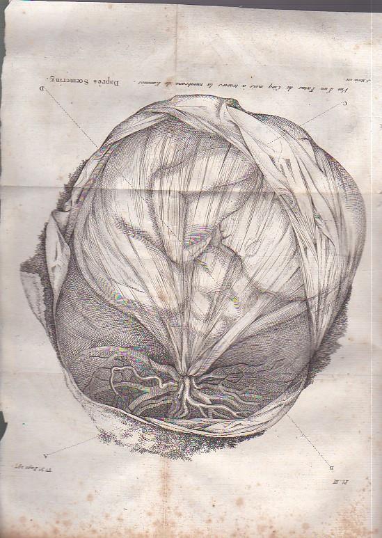 Histoire naturelle de la Femme, suivie d'un Traité d'Ygiène [sic] appliquée à son Régime physique et moral aux différentes époques de la vie