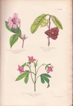 BOTANIQUE - Organographie et taxonomie - Histoire naturelle des familles végétales et des principales espèces suivant la classification de M. Adrien de Jussieu - Avec l'indication de leur emploi dans les arts, les sciences et le commerce