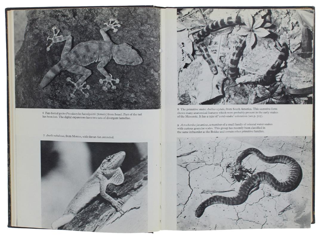 The LIFE OF REPTILES. Vols. 1 & 2. - Bellairs Angus. - Weidenfeld and Nicolson, - 1969