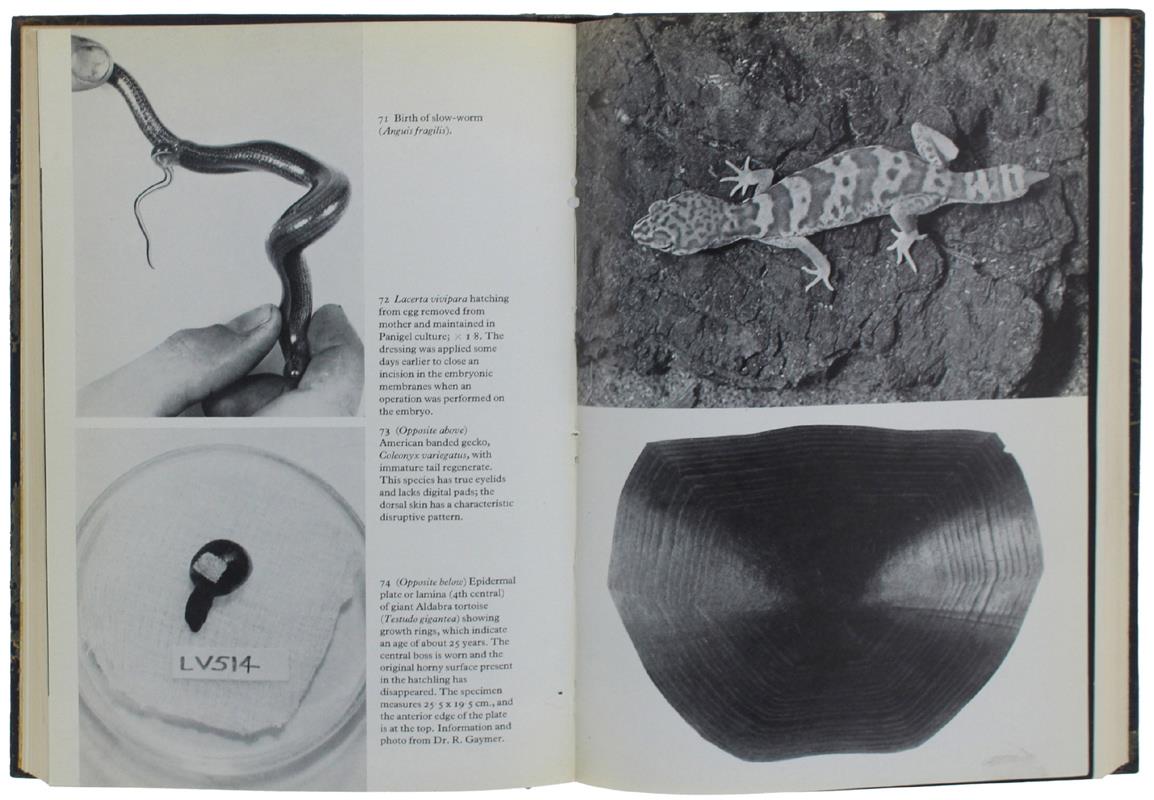 The LIFE OF REPTILES. Vols. 1 & 2. - Bellairs Angus. - Weidenfeld and Nicolson, - 1969