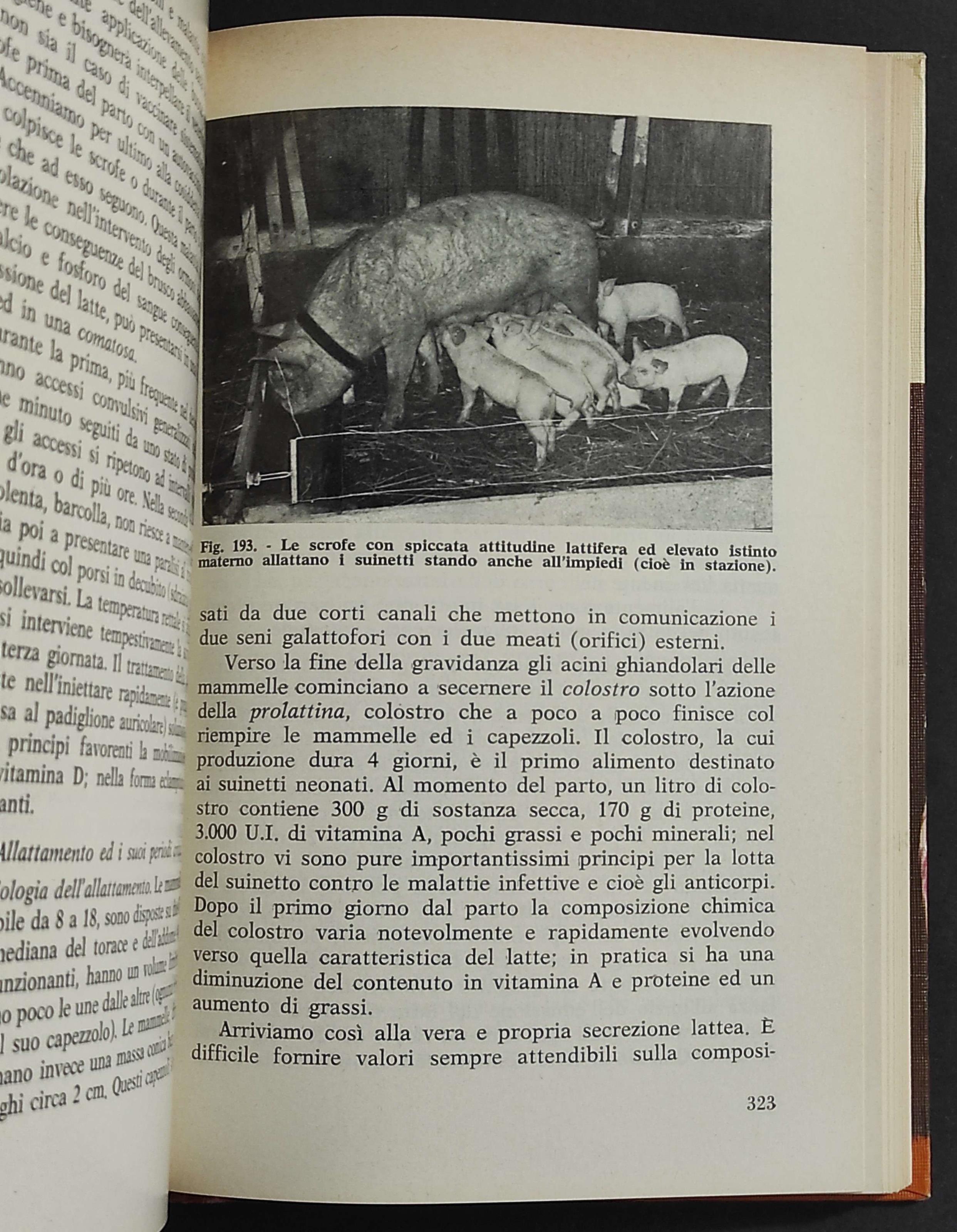 Allevamento del Suino