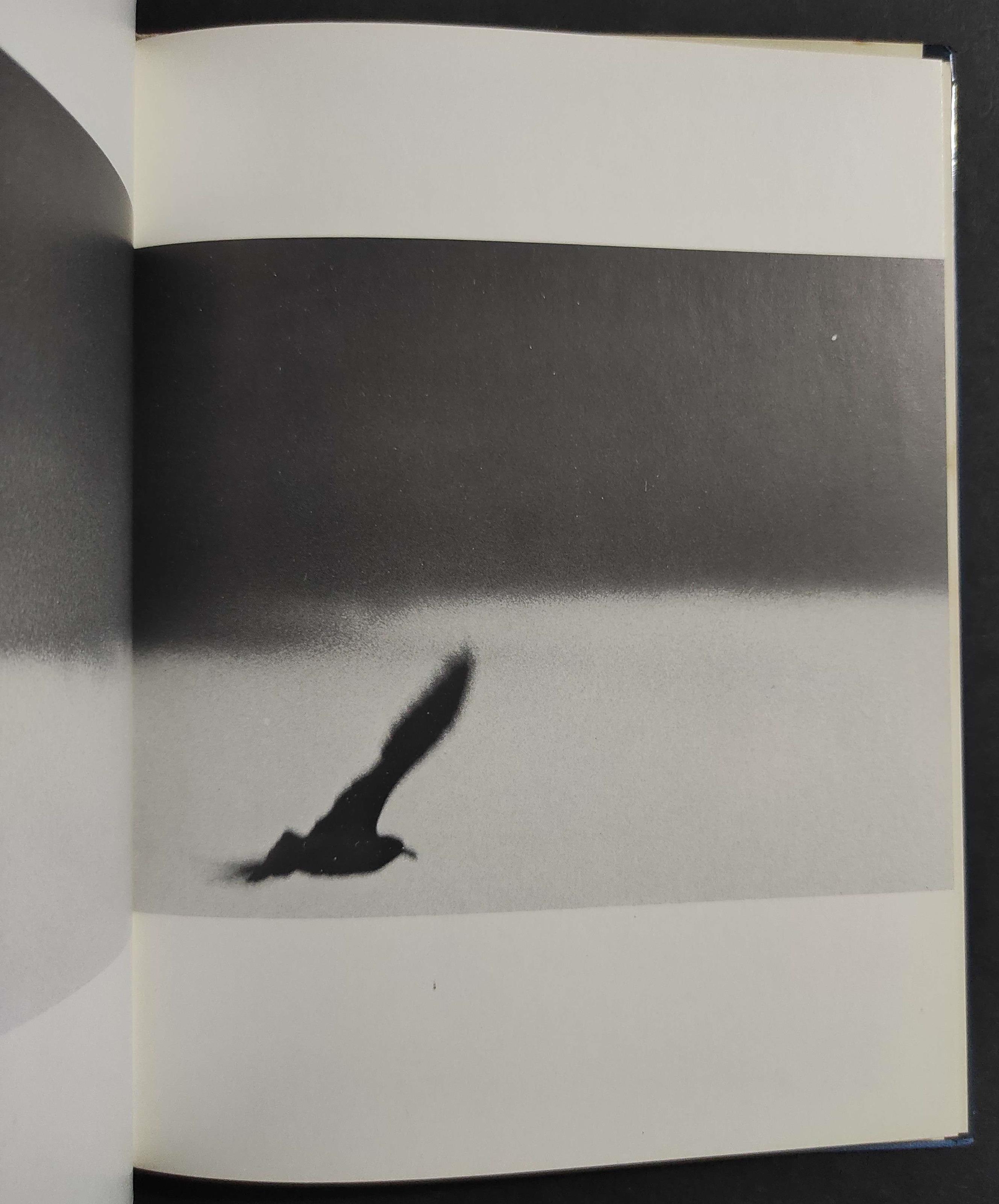 Il Gabbiano Jonathan Livingston