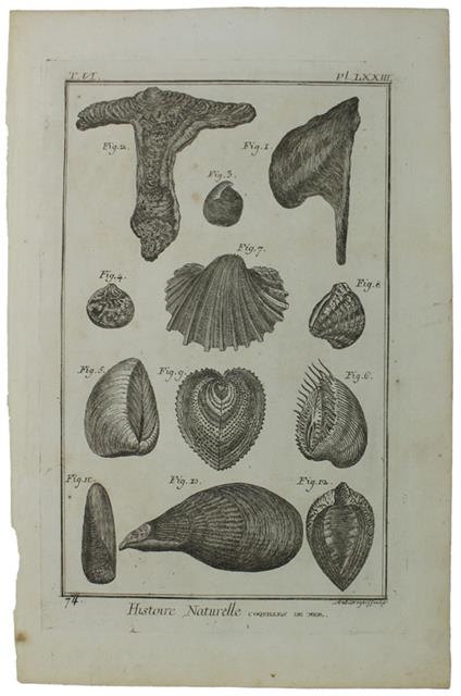 HISTOIRE NATURELLE, COQUILLES DE MER- Original Antique Engraving - Diderot & d'Alembert - 1770 - copertina