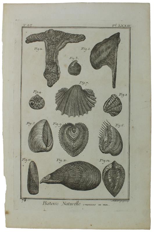 HISTOIRE NATURELLE, COQUILLES DE MER- Original Antique Engraving - Diderot & d'Alembert - 1770 - copertina
