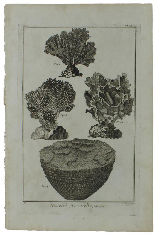 HISTOIRE NATURELLE, POLYPIERS - Two Original Antique Engravings - Diderot & d'Alembert - 1770 - copertina