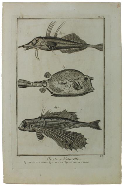 HISTOIRE NATURELLE, Le Poisson Coffre - Le Lyre - Le Poisson Volant - Original Antique Engraving - Diderot & d'Alembert - 1770 - copertina