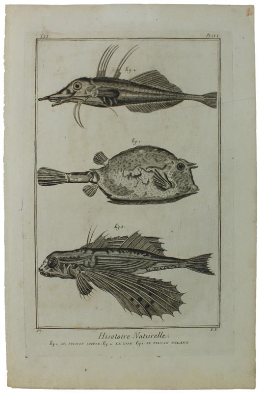HISTOIRE NATURELLE, Le Poisson Coffre - Le Lyre - Le Poisson Volant - Original Antique Engraving - Diderot & d'Alembert - 1770 - copertina