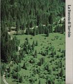 La Foresta di Tarvisio
