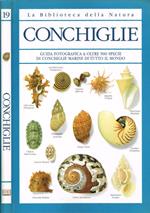 Conchiglie