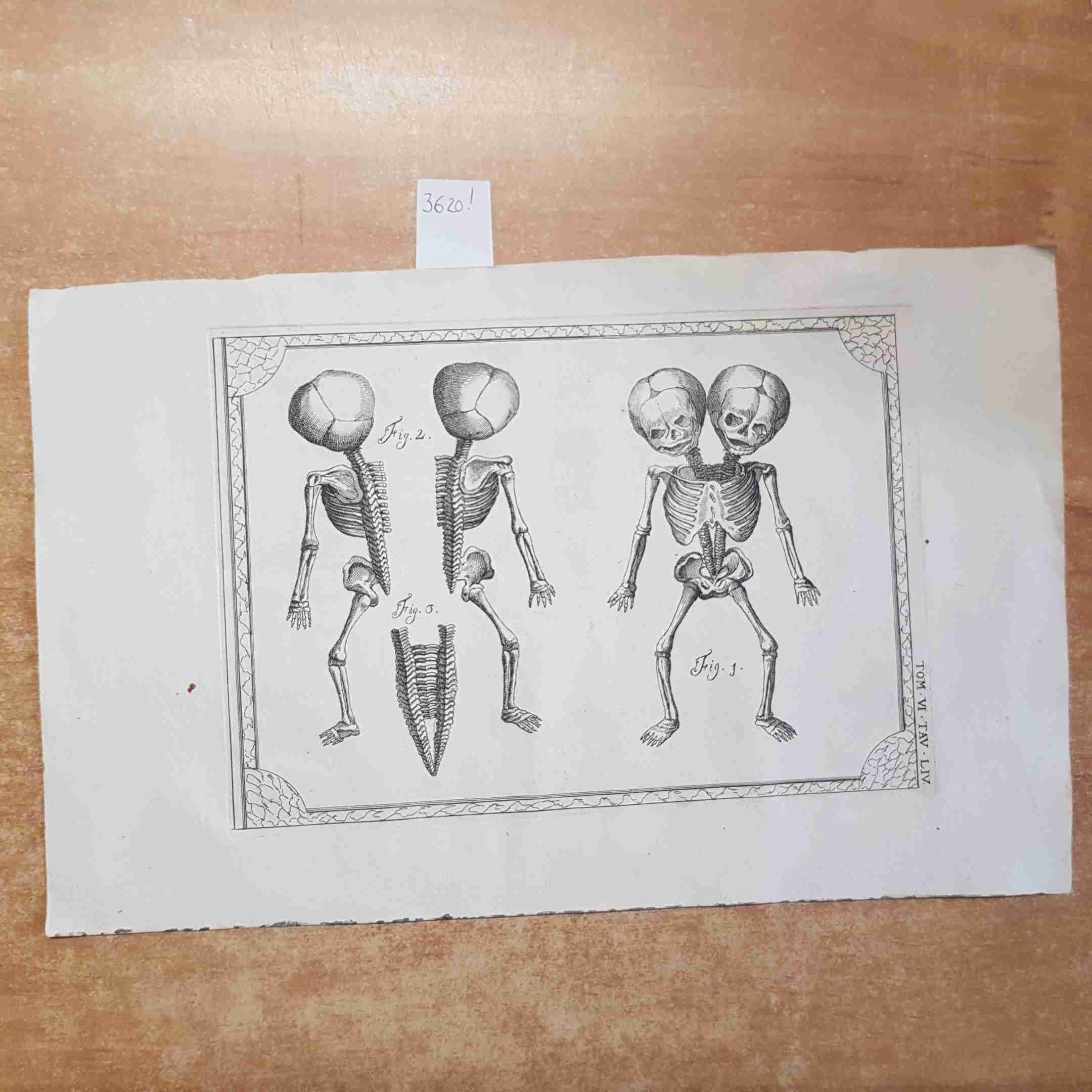 Ilsognalibro