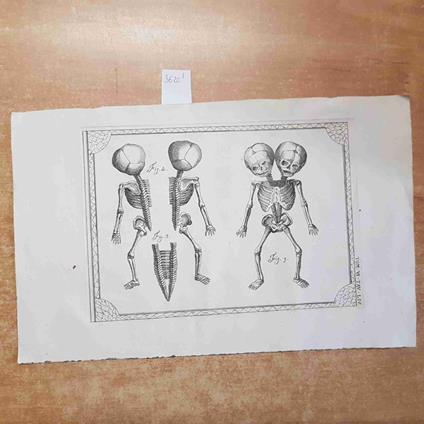 INCISIONE STAMPA '800 anatomia umana scheletro OTTOCENTO 37 X 23,5 cm - copertina