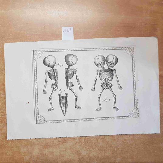 INCISIONE STAMPA '800 anatomia umana scheletro OTTOCENTO 37 X 23,5 cm - copertina