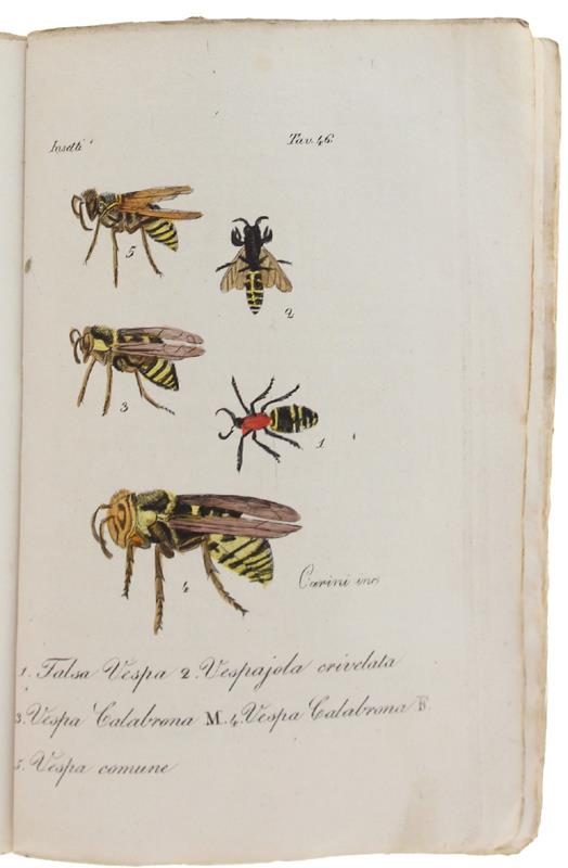 VESPE, CALABRONI e altri insettti : 4 STAMPINE '800 ACQUERELLATE A MANO, 19 incisioni dalla "Storia Naturale" del Buffon - Buffon (conte di) - Batelli, - 1833