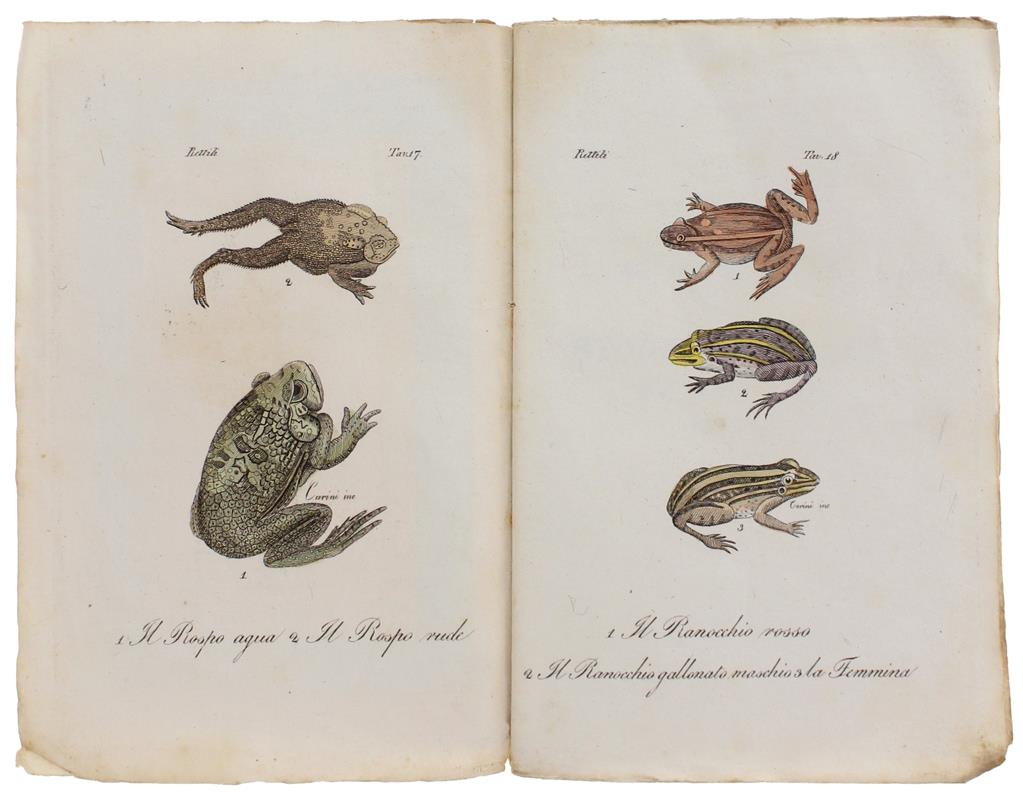 VESPE, CALABRONI e altri insettti : 4 STAMPINE '800 ACQUERELLATE A MANO, 19 incisioni dalla "Storia Naturale" del Buffon - Buffon (conte di) - Batelli, - 1833