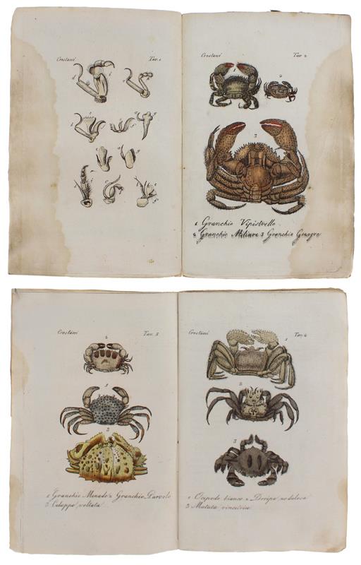 VESPE, CALABRONI e altri insettti : 4 STAMPINE '800 ACQUERELLATE A MANO, 19 incisioni dalla "Storia Naturale" del Buffon - Buffon (conte di) - Batelli, - 1833