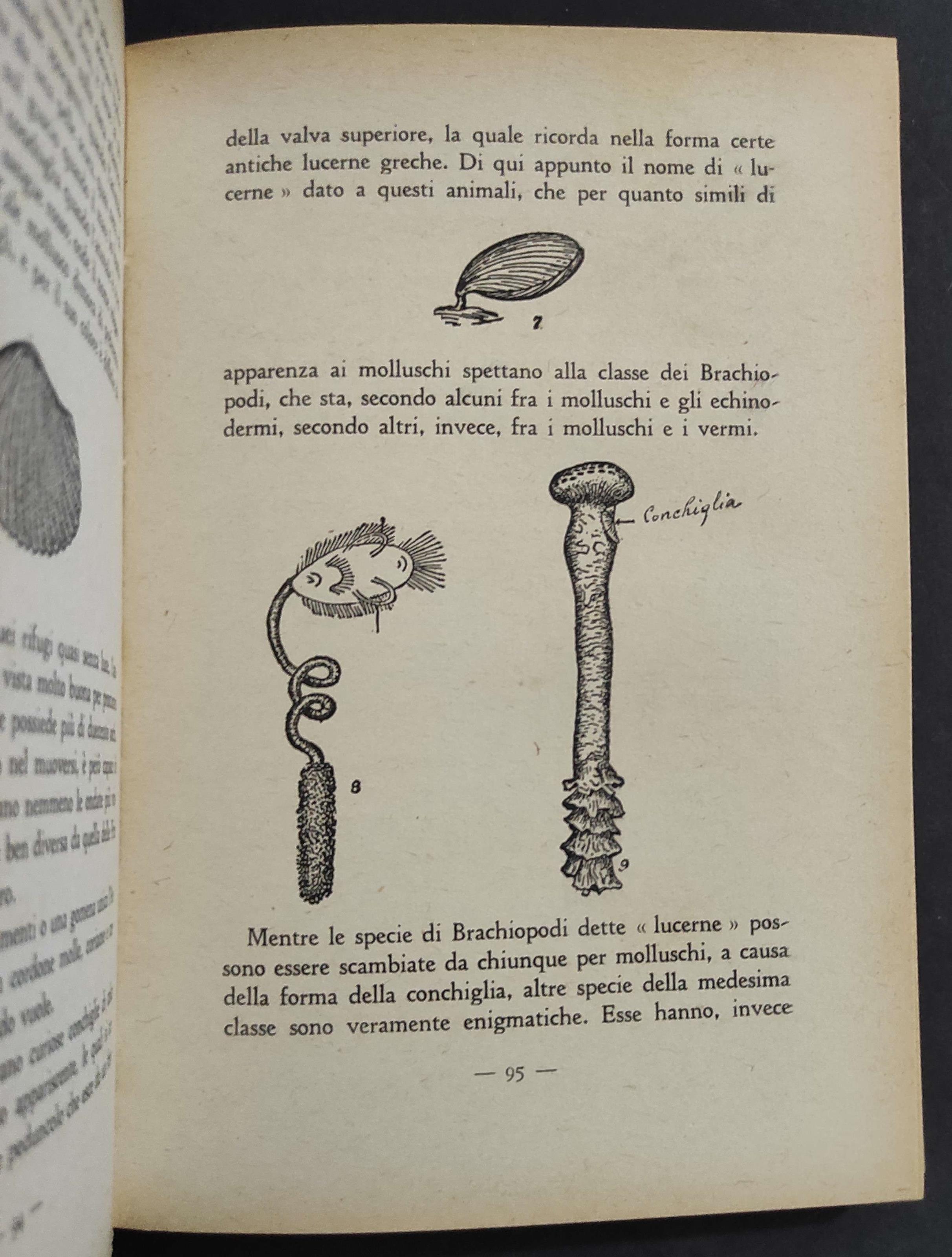 Strane Conchiglie Marine e Loro Storie - A. H. Verrill - Ed. Corticelli - 1939