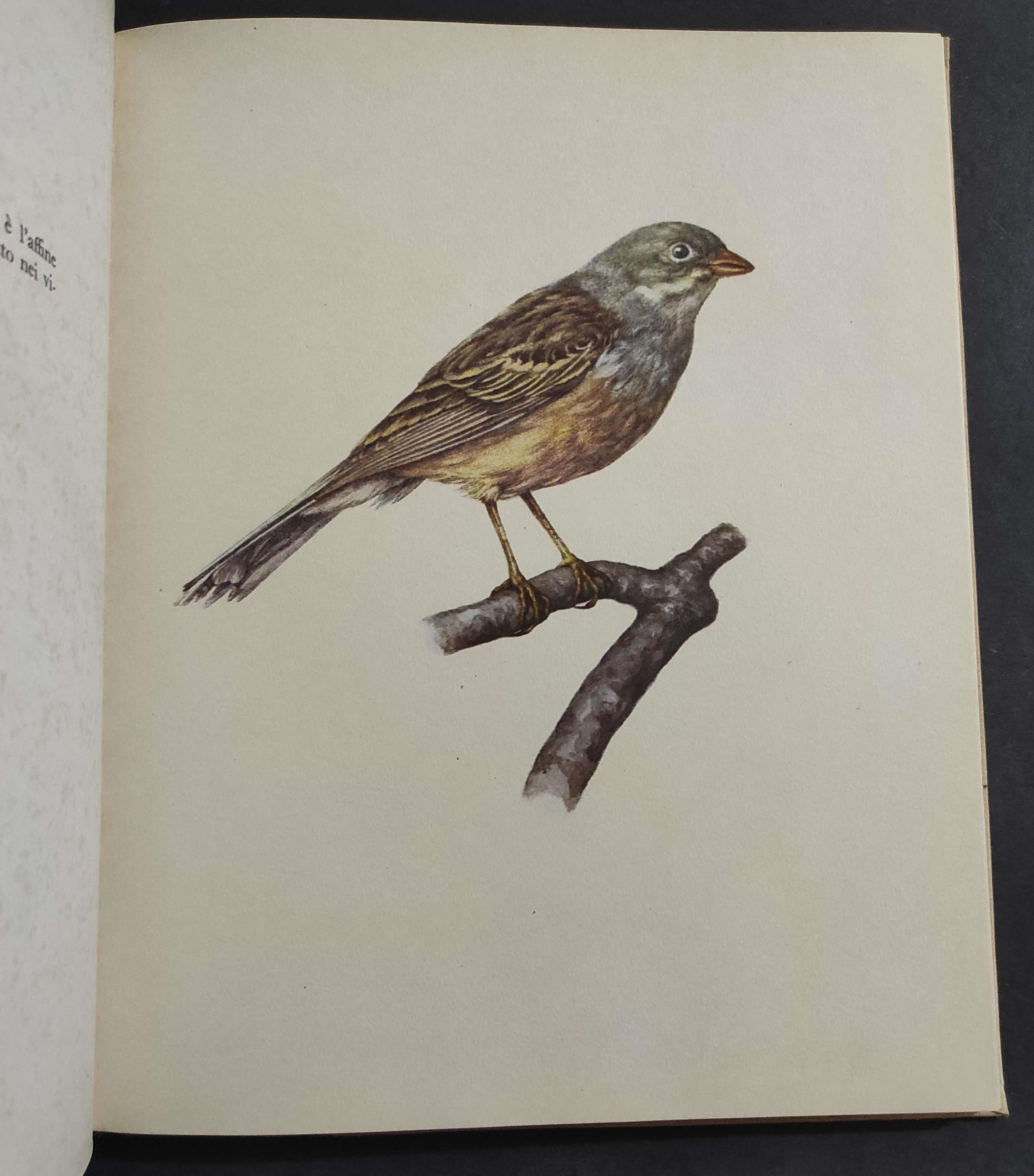 Uccelli dei Boschi e dei Campi - E. Demartini - O. Stepanek - Ed. Baldini e Castoldi - 1961