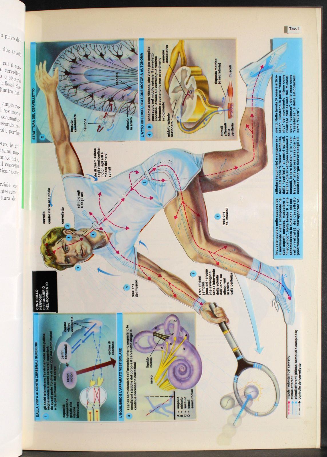 Tavole Trans vision. Movimento del corpo