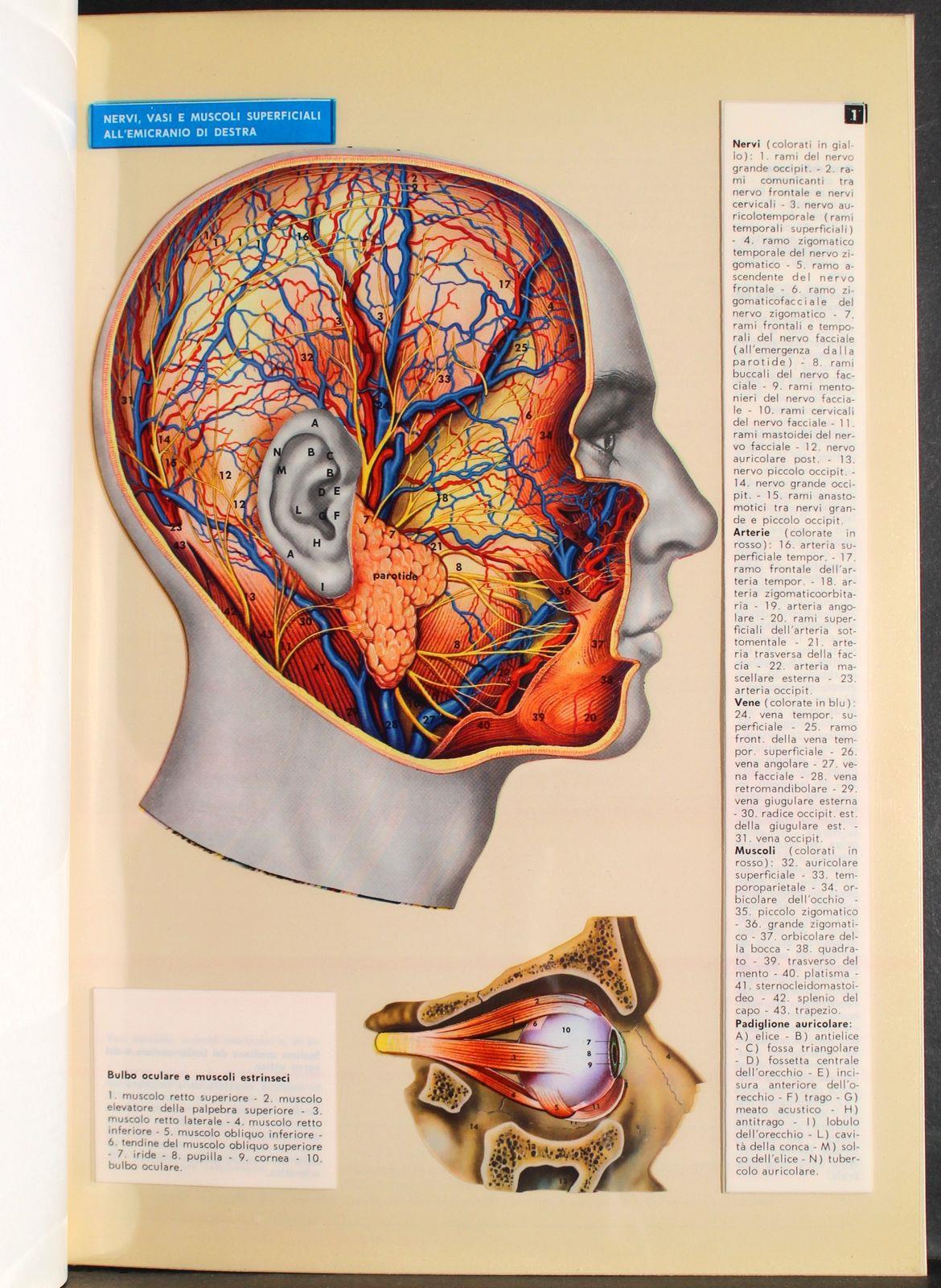 Tavole Trans vision. Testa e collo