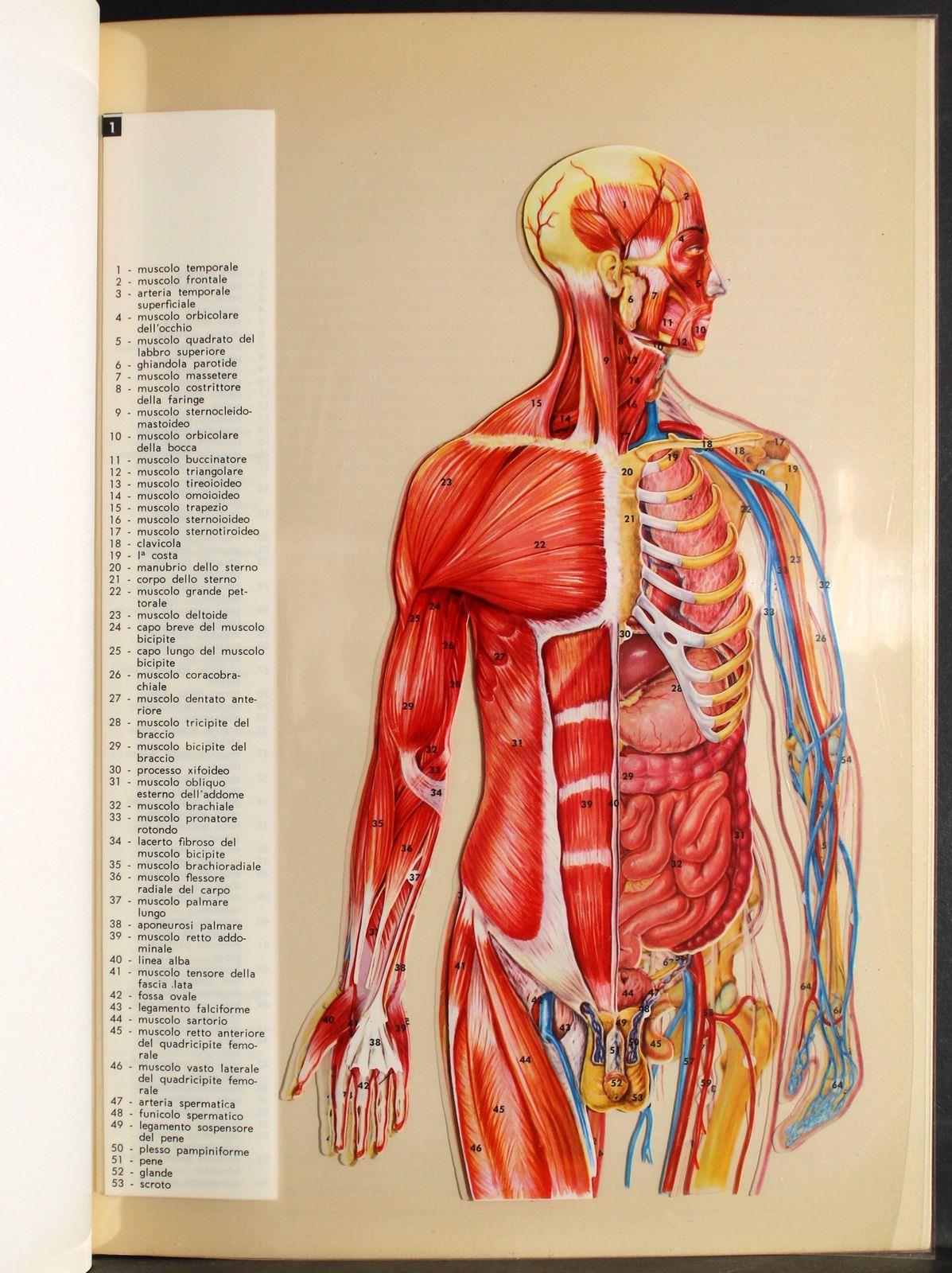 Tavole Trans vision. Corpo Umano
