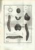 Traité anatomique de la chenille, qui ronge le bois de saule, augmenté d’une explication abregée des planches, et d’une Description de l’Instrument et des Outils dont l’Auteur s’est servi