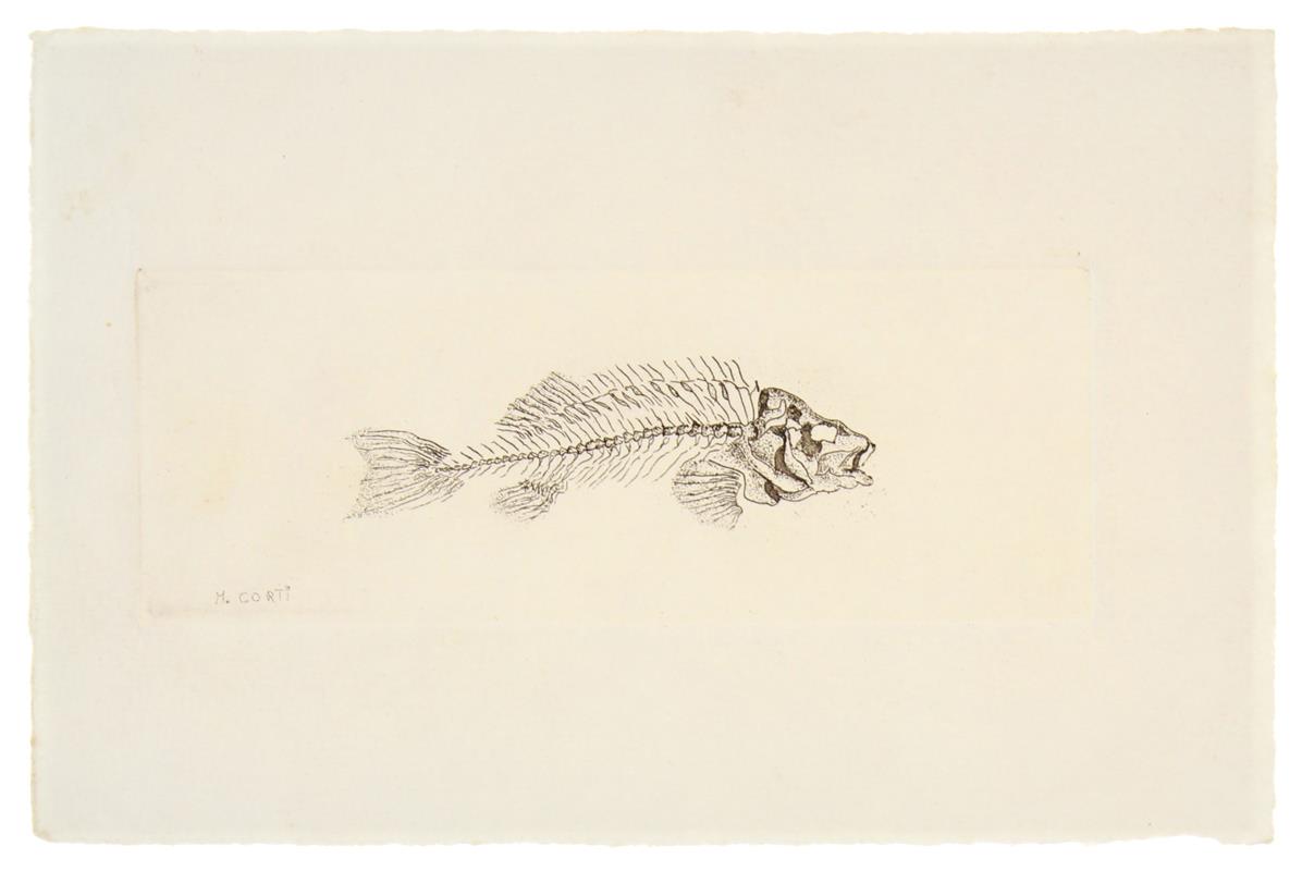 Bergoglio Libri d'Epoca Snc