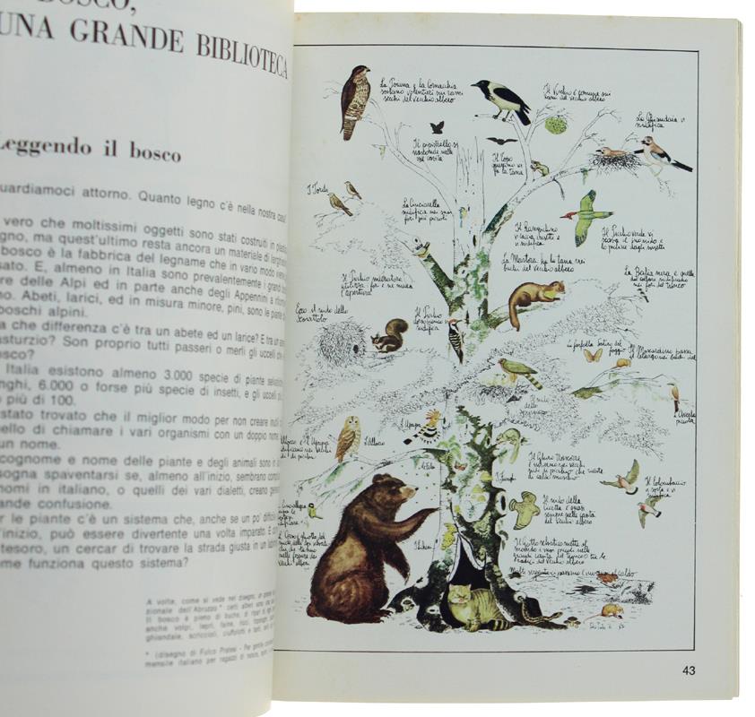 IL BOSCO - Guardiamoci Intorno