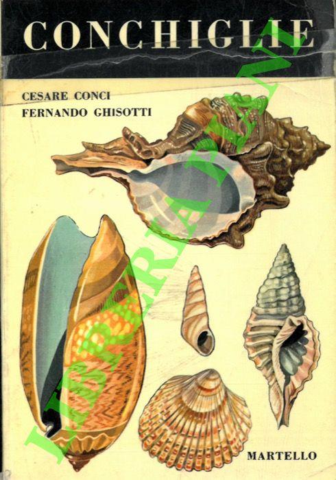 Conchiglie