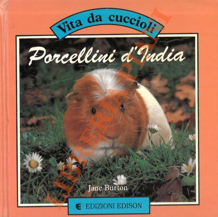 Porcellini d'India