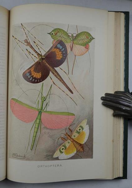 The royal natural history… - copertina