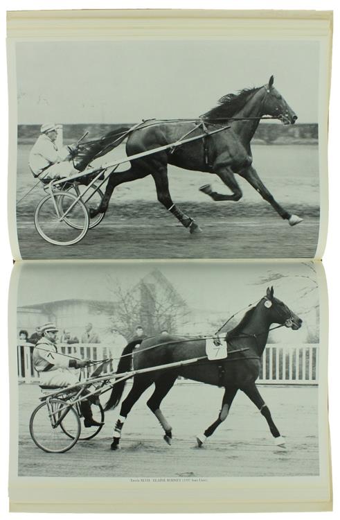 NEL MONDO DEL TROTTO